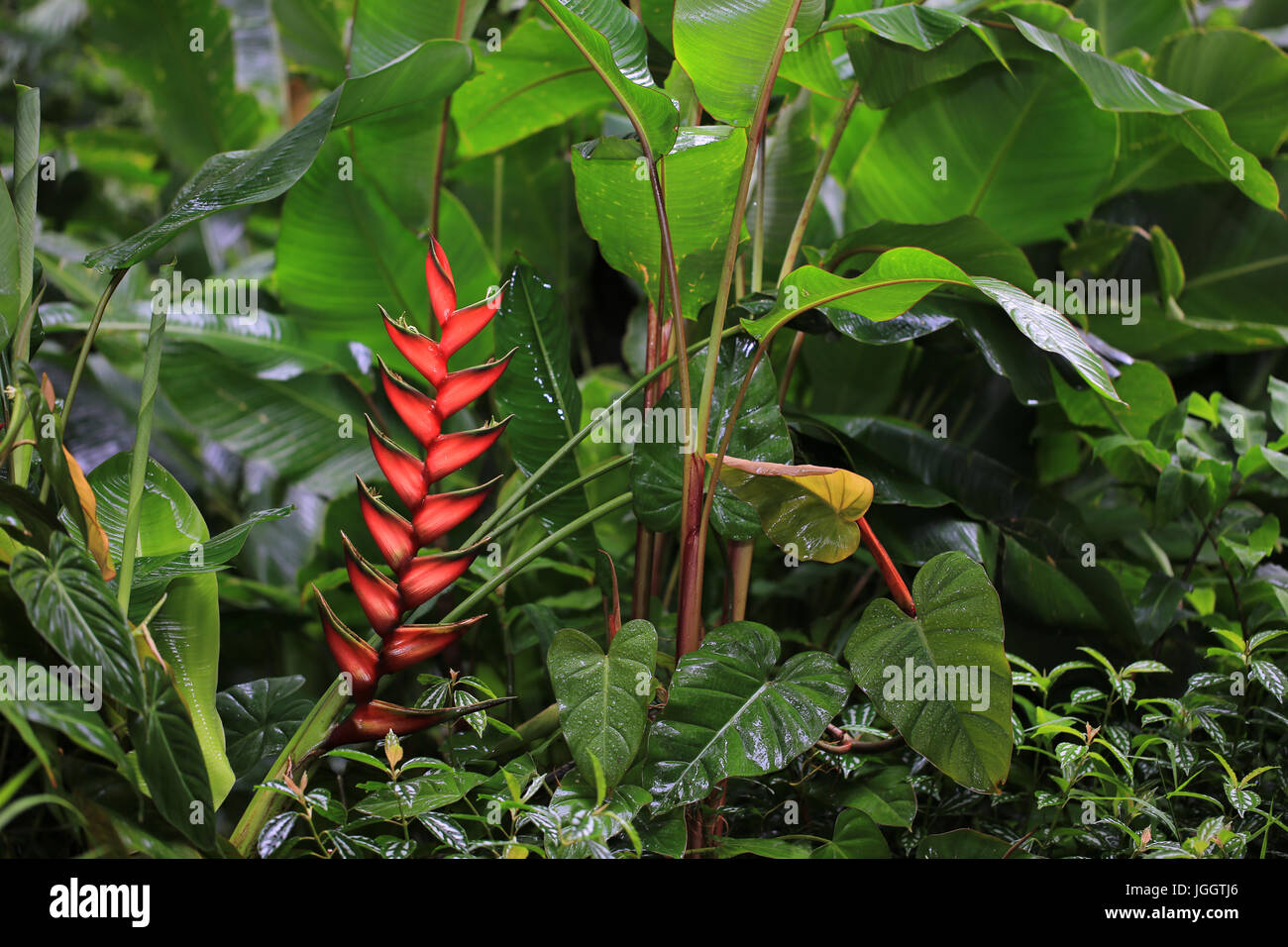 Heliconia flower in the rainforest, Hawaii Stock Photo Alamy