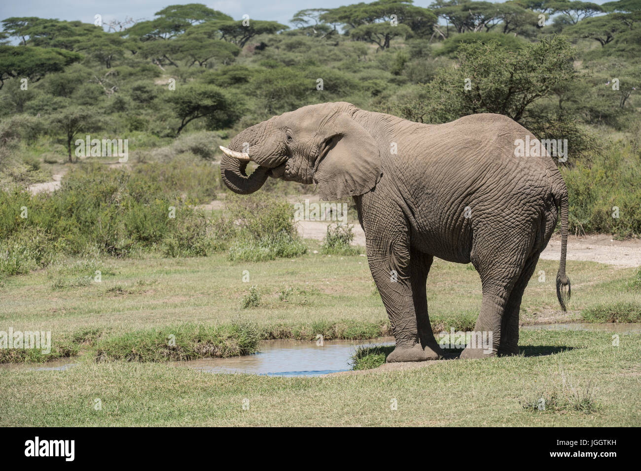 African elephant drinking, Lake Masek, Tanzania Stock Photo