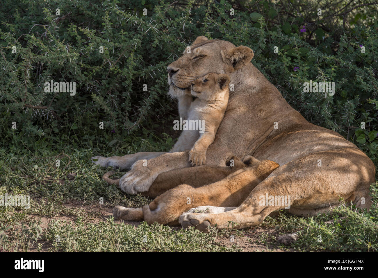 Lion cubs nursing, Tanzania Stock Photo