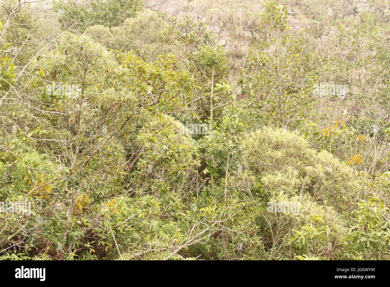 Vegetation, slope, 2016, Park Ecológico Quedas do Rio Bonito, Lavras, Minas Gerais, Brazil. Stock Photo
