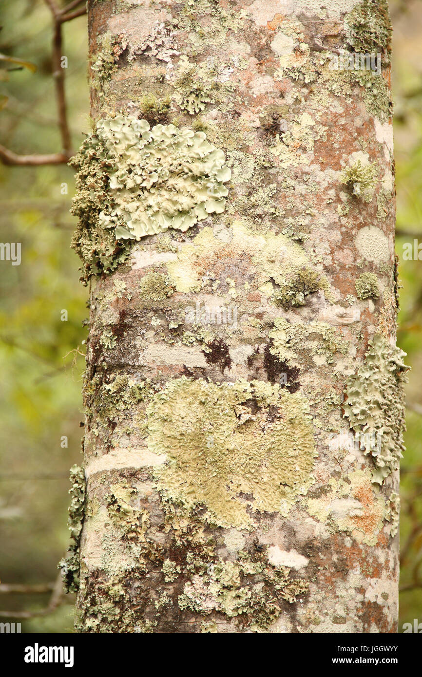 lichenized fungi, tree trunk,2016, Park Ecológico Quedas do Rio Bonito, Lavras, Minas Gerais, Brazil. Stock Photo