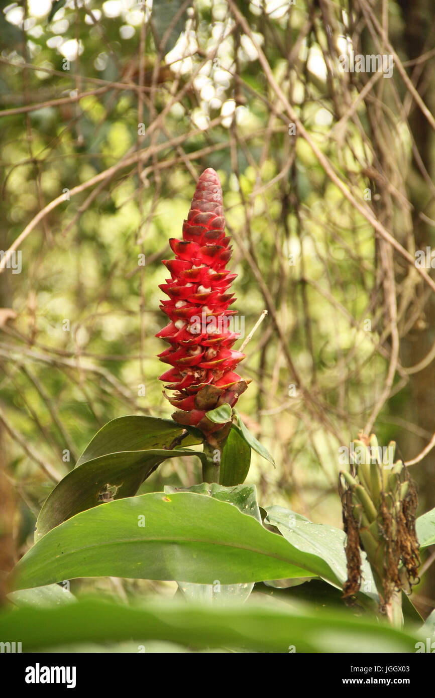 Flower, red ginger, 2016, Park Ecológico Quedas do Rio Bonito, Lavras, Minas Gerais, Brazil. Stock Photo
