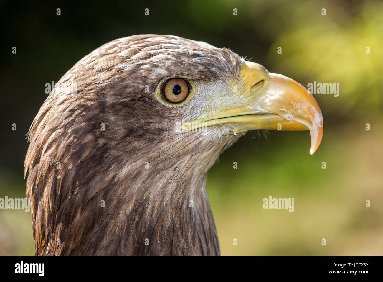 Close-up of a white-tailed sea-eagle (Haliaeetus albicilla), France Stock Photo