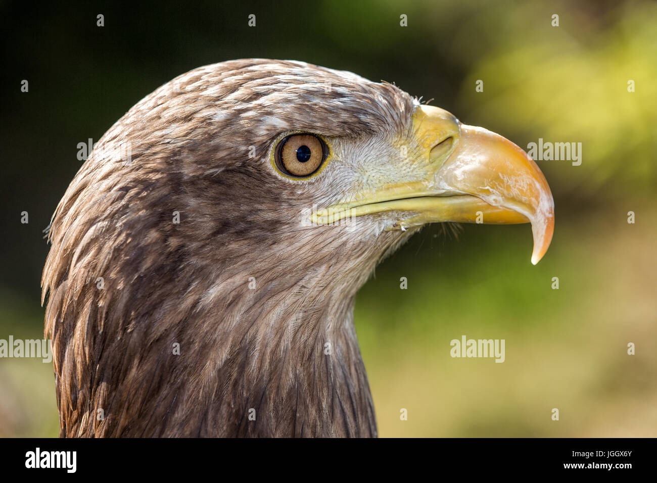 White tailed sea eagle hi-res stock photography and images - Alamy