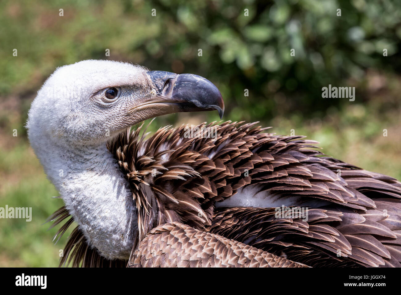 Rueppells griffon vulture gyps rueppellii adult hi-res stock ...