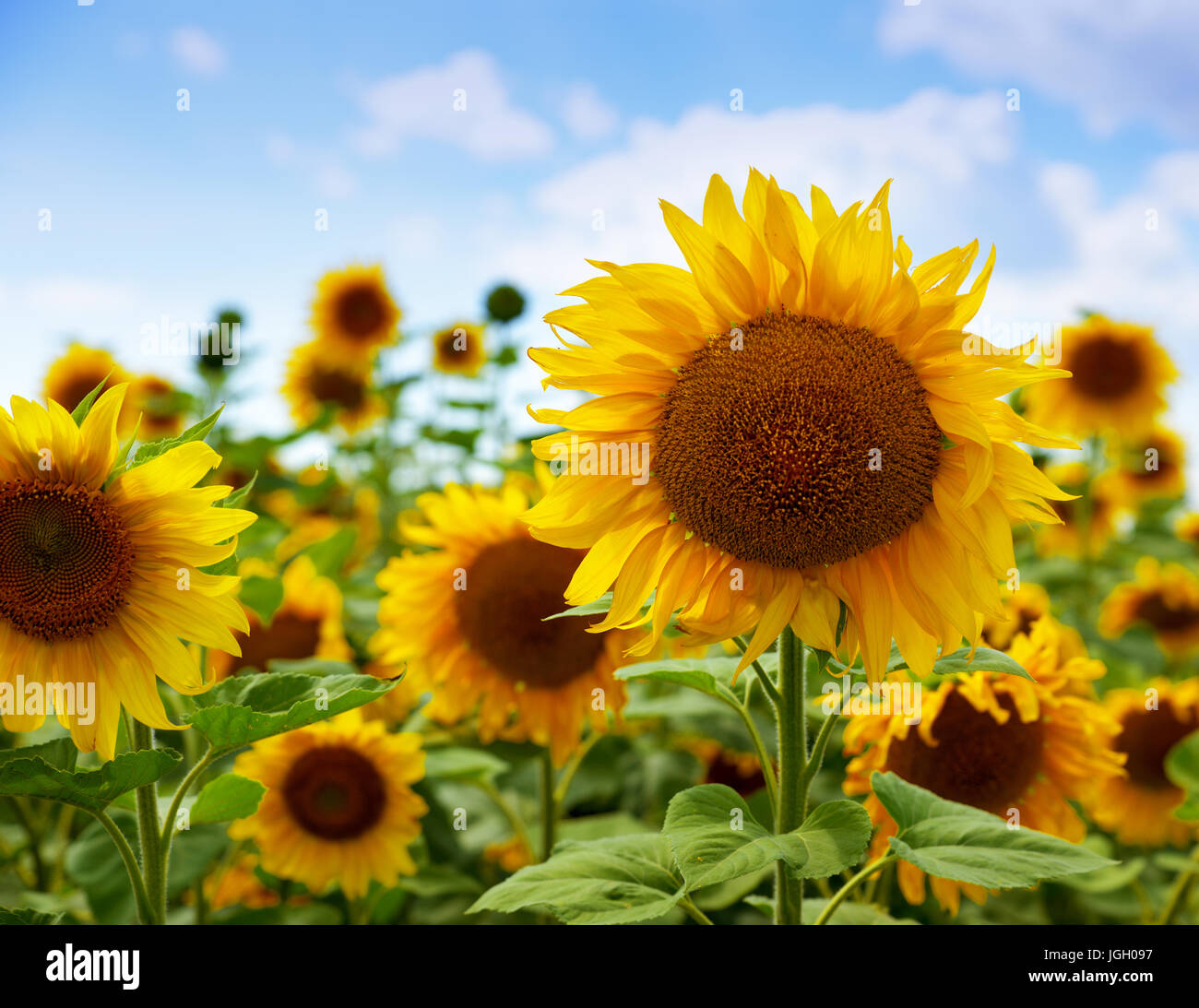 Field of flowering sunflowers against the blue sky Stock Photo - Alamy