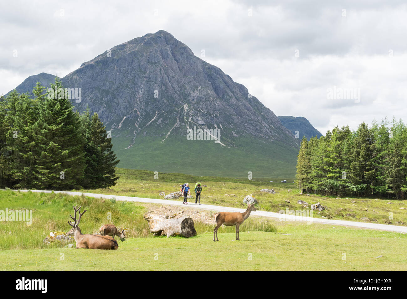 The Scottish Highlands - West Highland Way walkers and red deer beneath the peak of Buachaille Etive Mor at Kings House Hotel, Glencoe, Scotland, UK Stock Photo