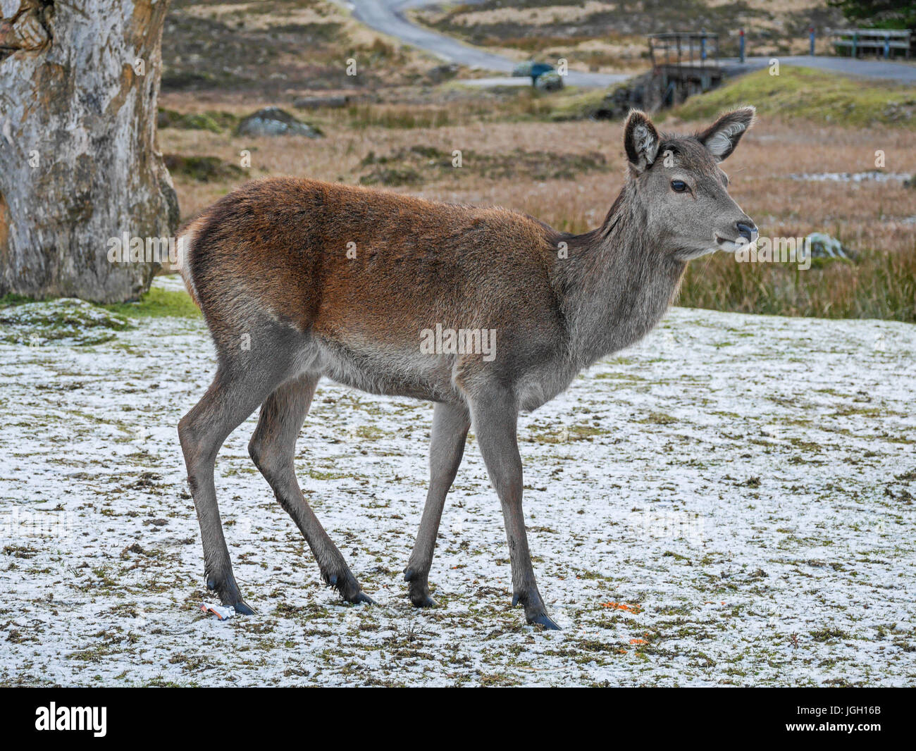 Deer at Kings House Hotel - Glencoe Stock Photo