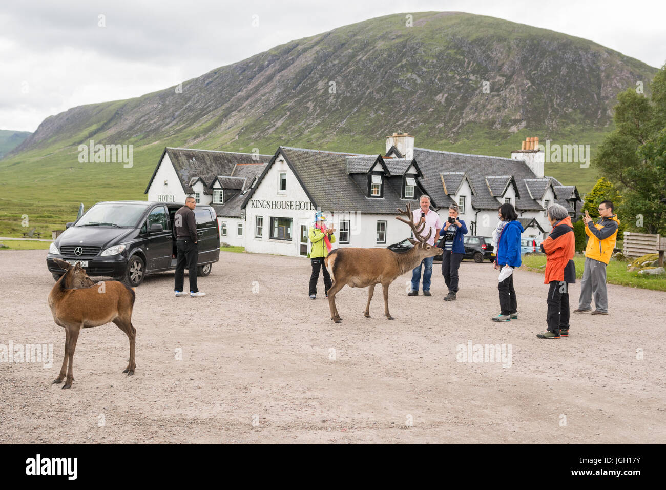Asian tourists and red deer at Kings House Hotel,  Glencoe, Scotland, UK Stock Photo