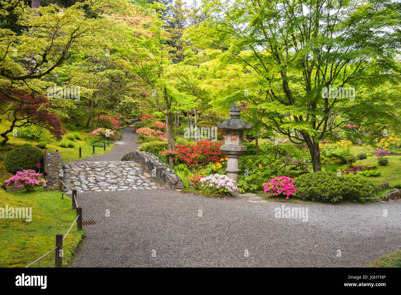 Japanese Garden on rainy day in spring with colorful blooming azaleas, stone bridge and lantern, and copy space. Stock Photo