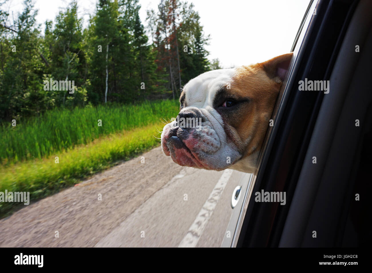 Image of a bulldog hanging head out of car window while driving along