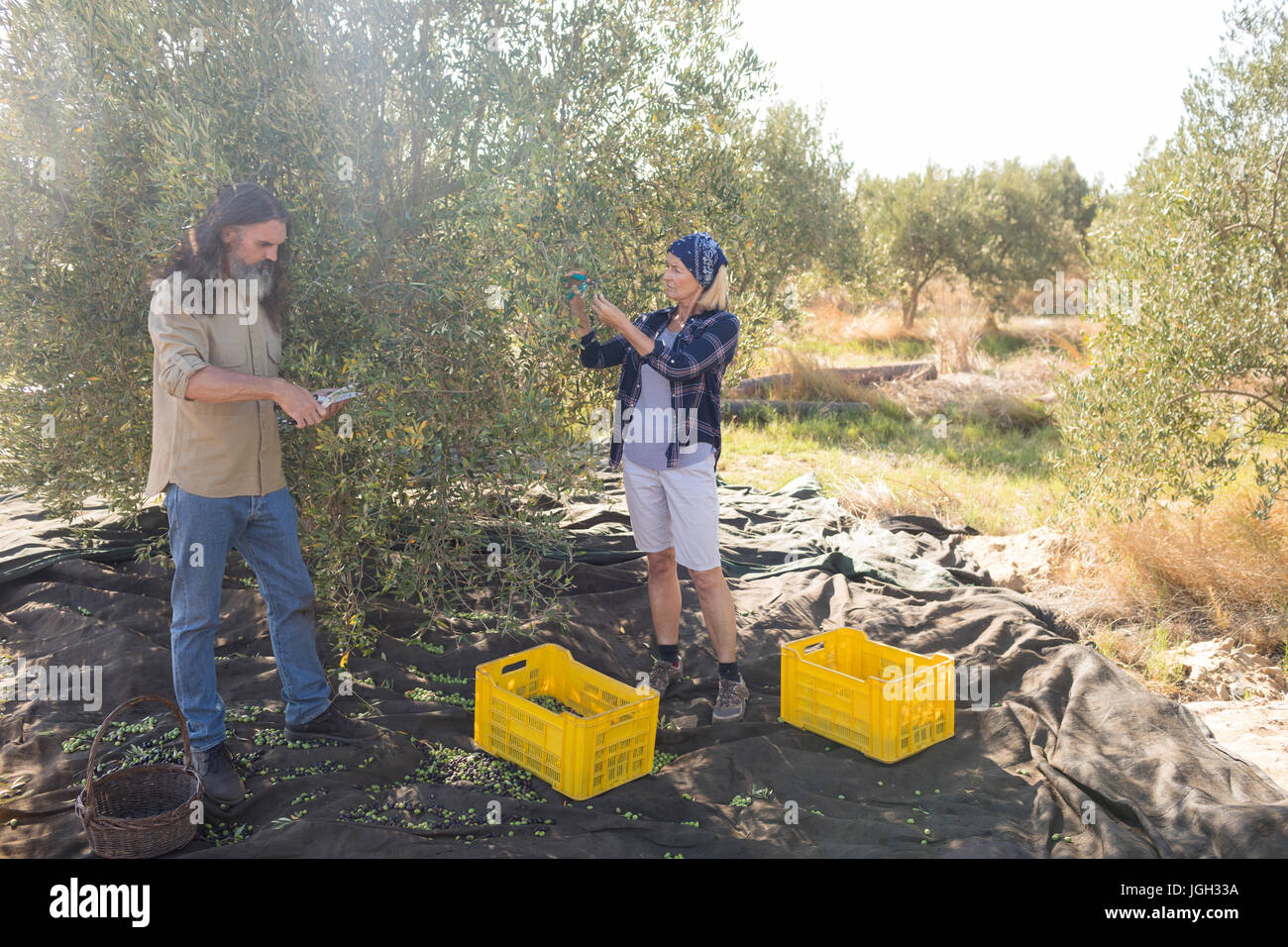 Couple pruning olive tree in farm on a sunny day Stock Photo