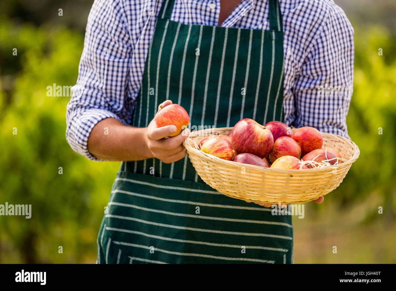 Midsection of young man holding apple basket at vineyard Stock Photo - Alamy