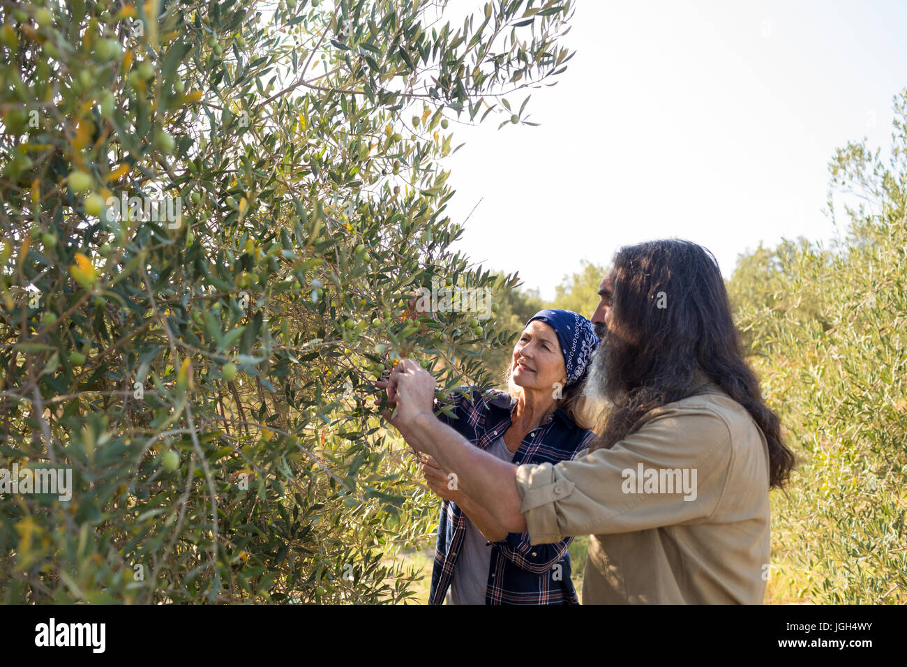 Couple interacting while harvesting olives in farm Stock Photo