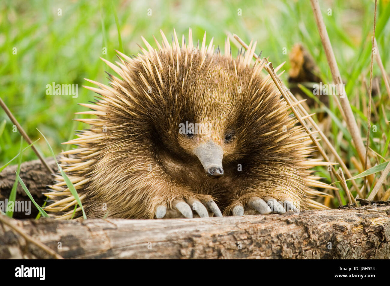 Echidna from Sugarloaf Reservoir Stock Photo