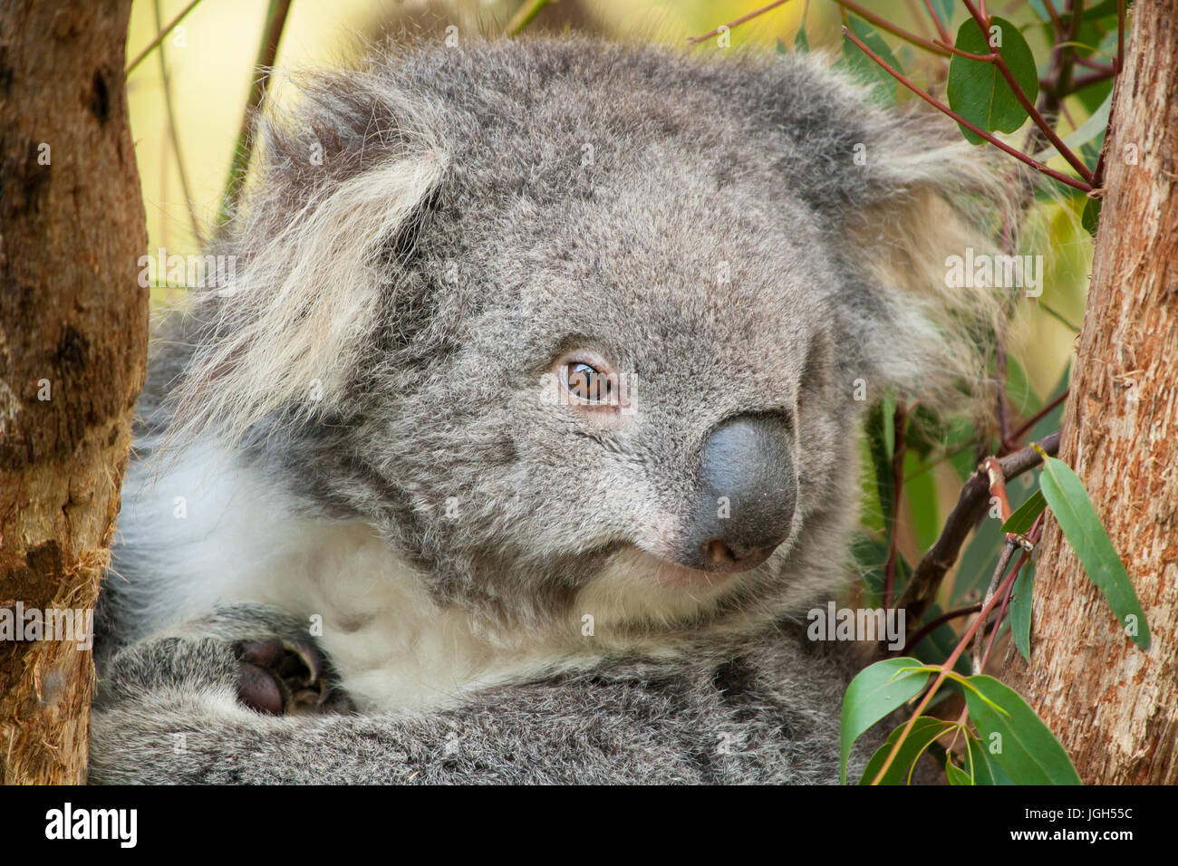 Koala in a Tree at Healesville Sanctuary Stock Photo