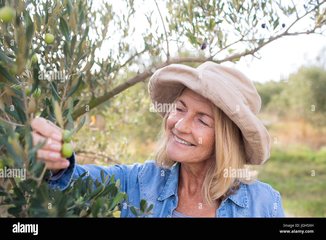 Happy woman harvesting olives from tree Stock Photo