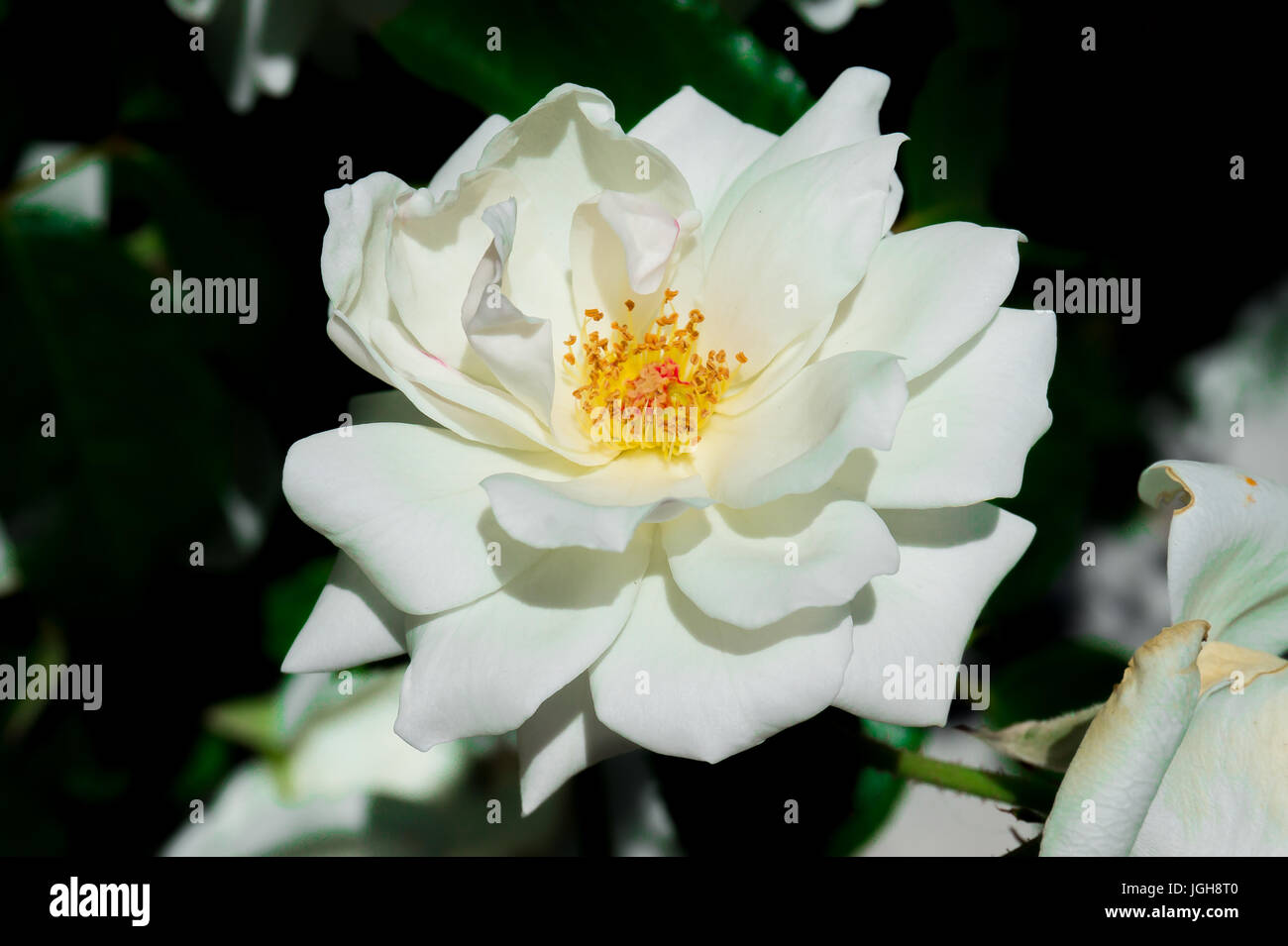 Silk White Rose Stock Photo