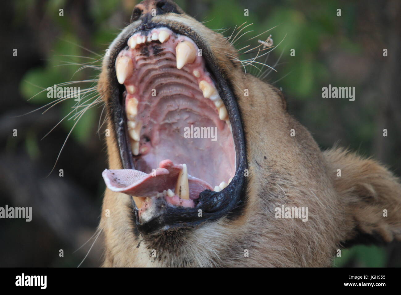 Lion roar hi-res stock photography and images - Alamy