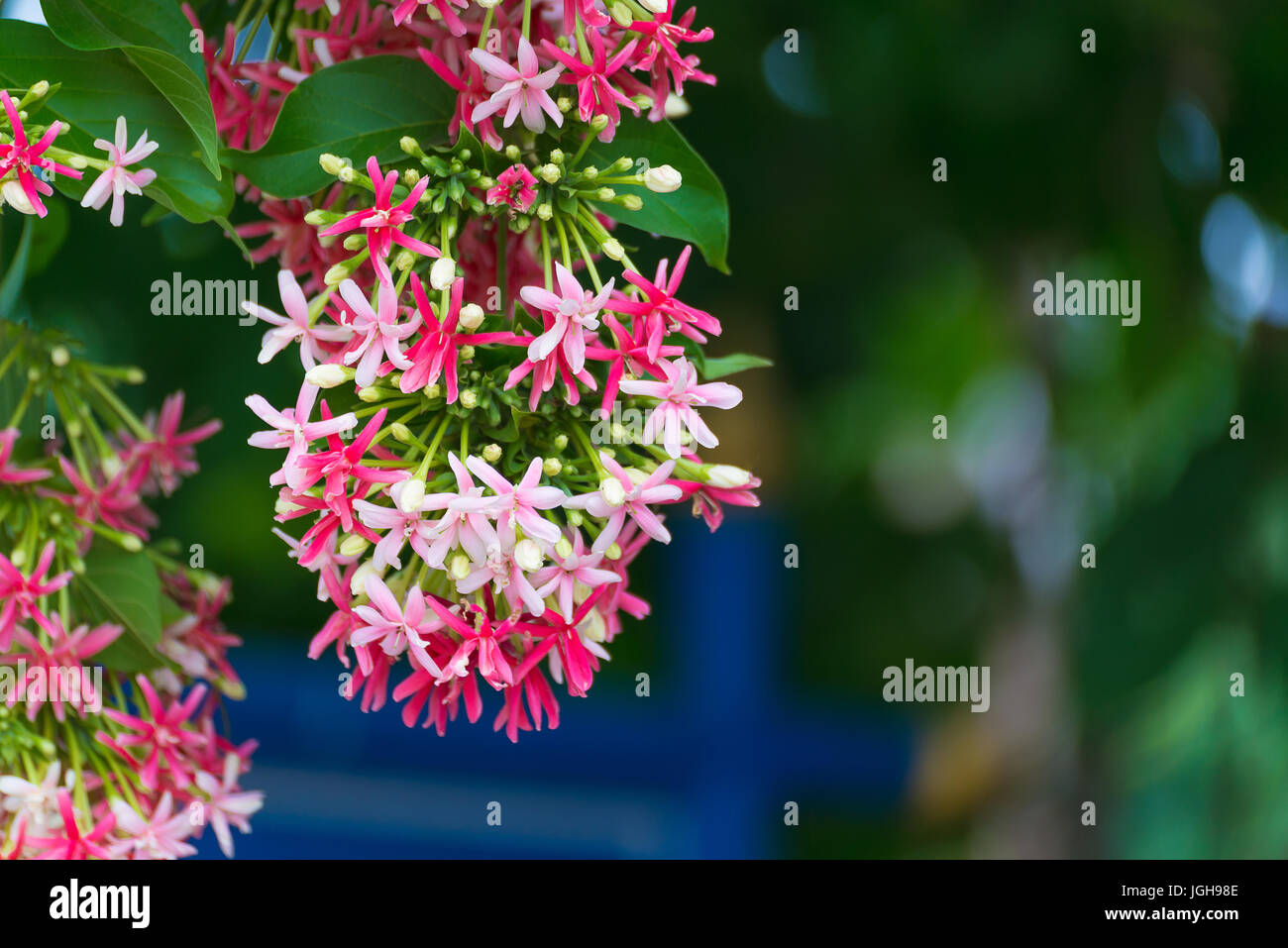 Thai small pink flowers blossom, Quisqualis Indica flower plant , Chinese honeysuckle, Rangoon Creeper or Combretum indicum, shallow focus Stock Photo