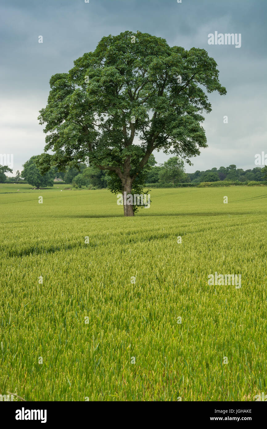 Lone tree in corn field hi-res stock photography and images - Alamy