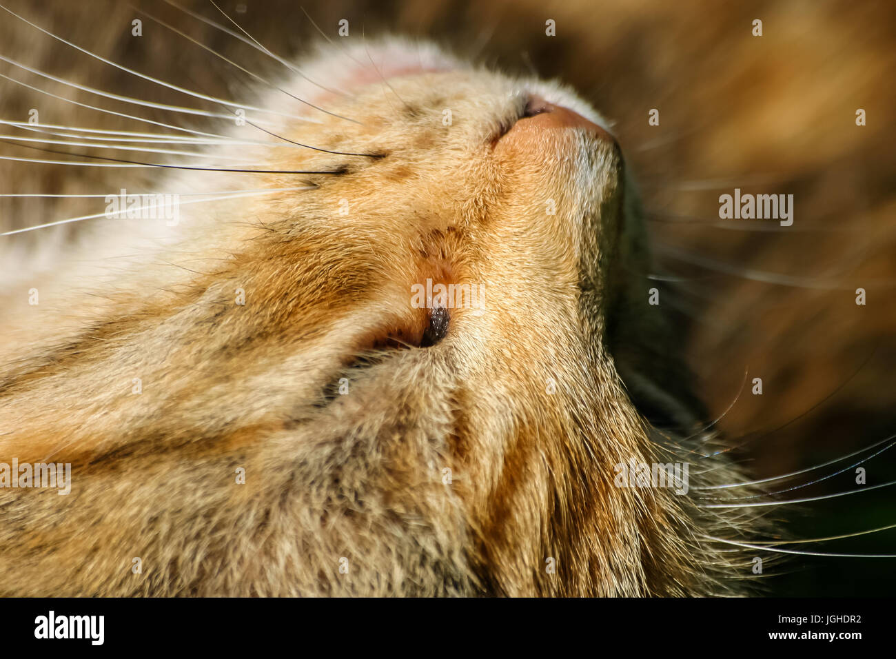 Orange tabby cat grass hi-res stock photography and images - Alamy