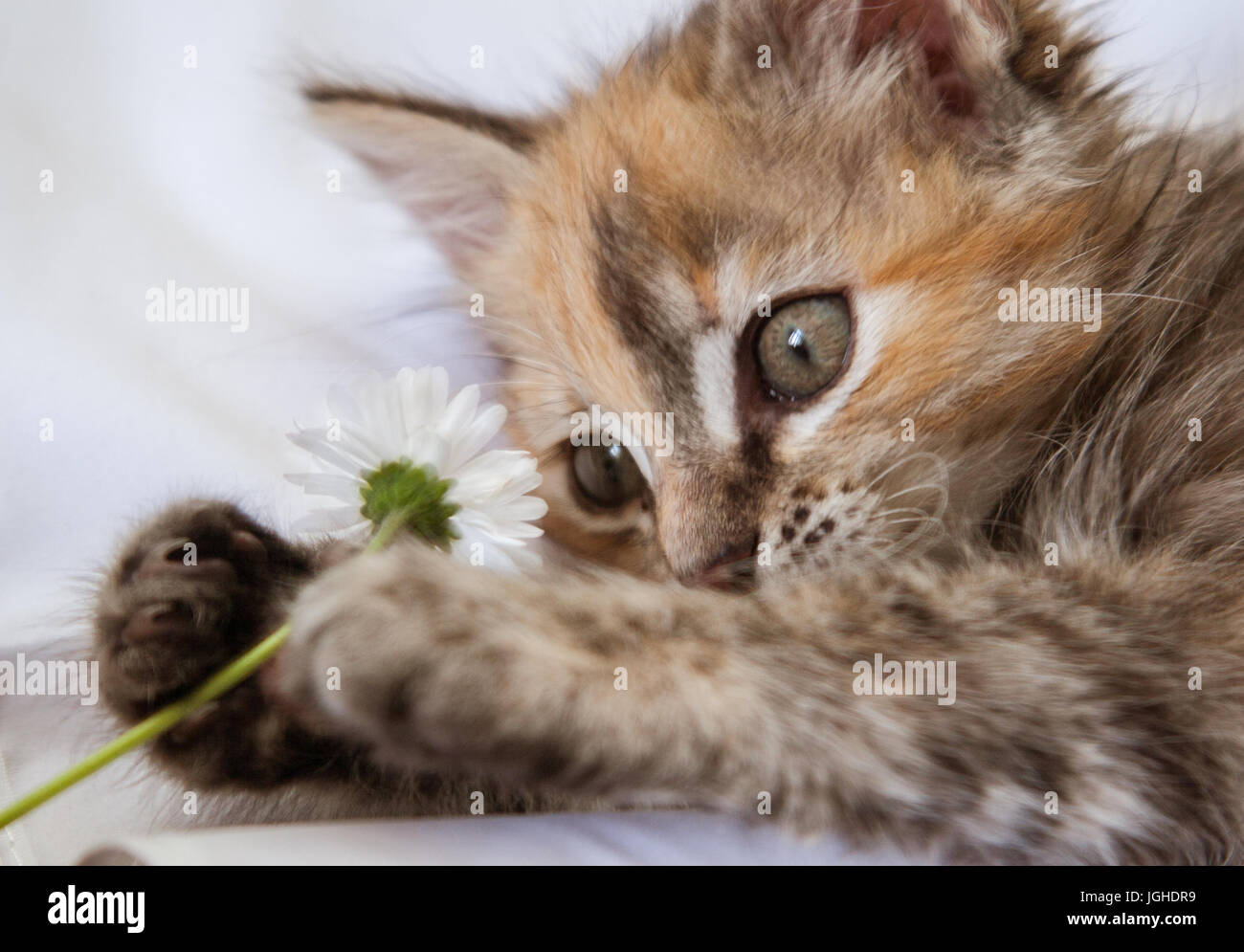 A curious kitten playing with a daisy Stock Photo