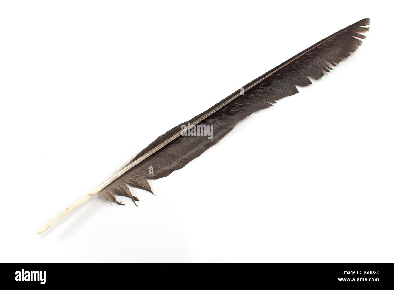 Black feather isolated on white Stock Photo