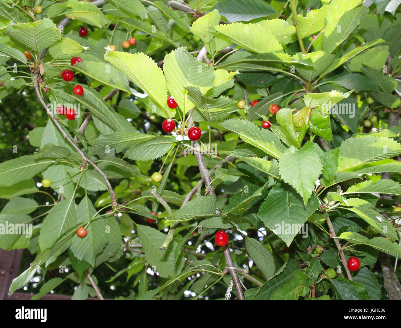 Close up of cherry tree growing in English garden Stock Photo