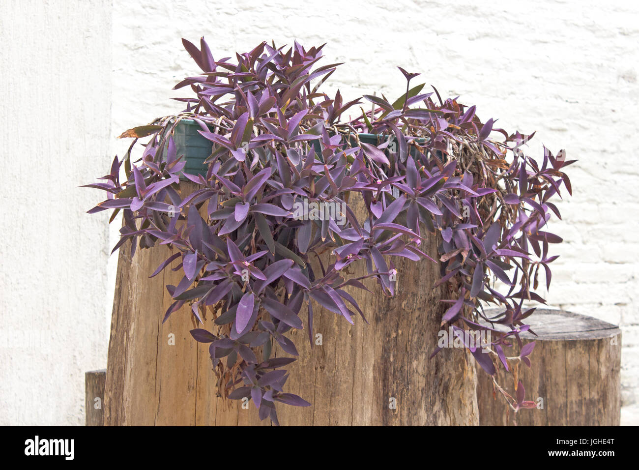 Setcreasea purpurea flower plant on log over white wall Stock Photo