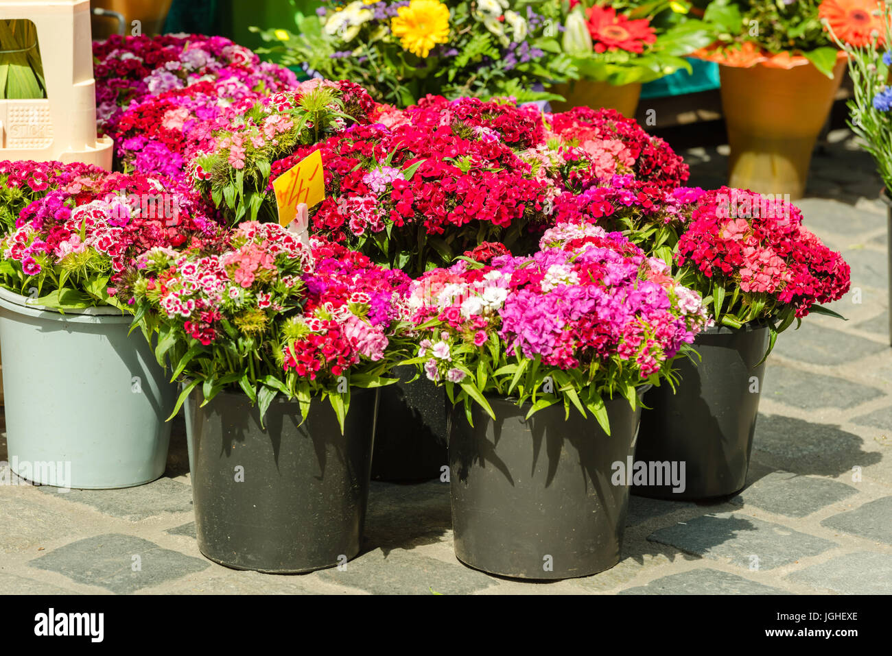Beautiful carnation flowers selling at an european market Stock Photo