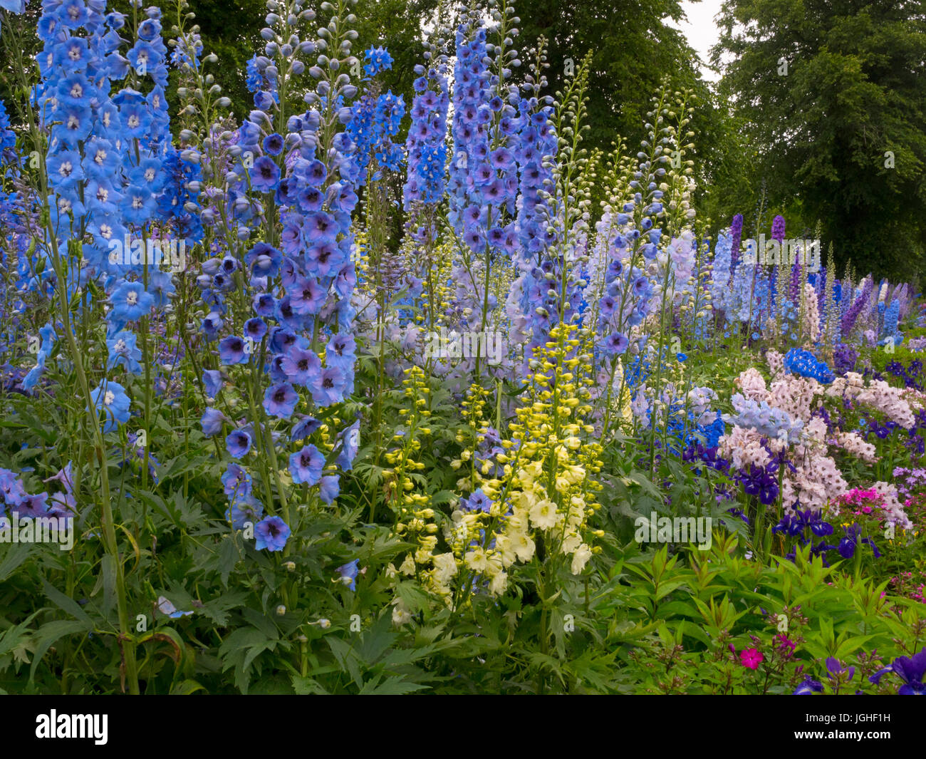 Delphiniums  in English herbaceous border Stock Photo