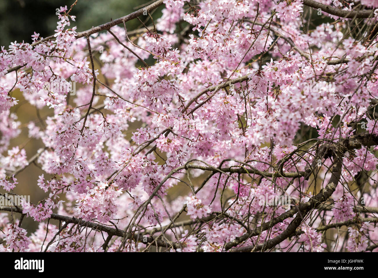 Cherry blossoms in full broom in Japan. Close up of blossoms on
