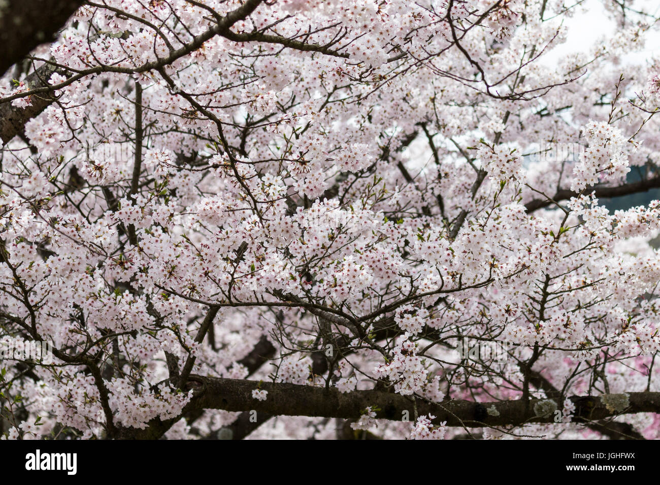 Cherry blossoms in full broom in Japan. Close up of blossoms on ...