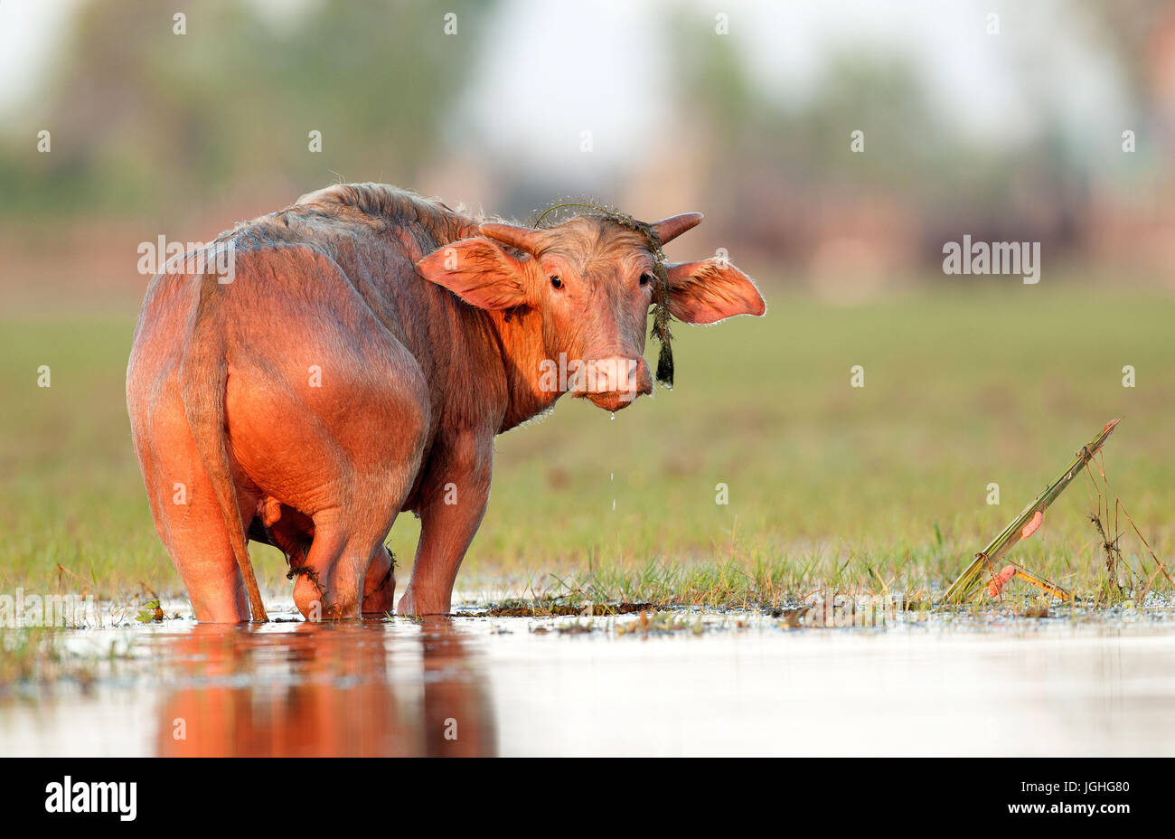 Buffalo-asiatic; Water buffalo; Bubalus bubalis (Buffle d'eau ) Water Buffalo (Bubalus bubalis), Calf, Thailand //  Buffle d'eau Stock Photo