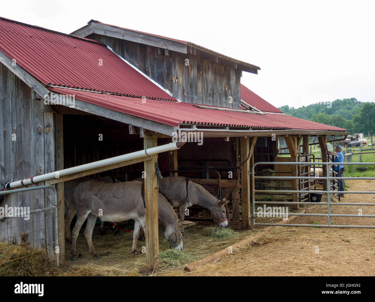 Rustic open barn  with 2 donkeys grazing on hay Stock Photo
