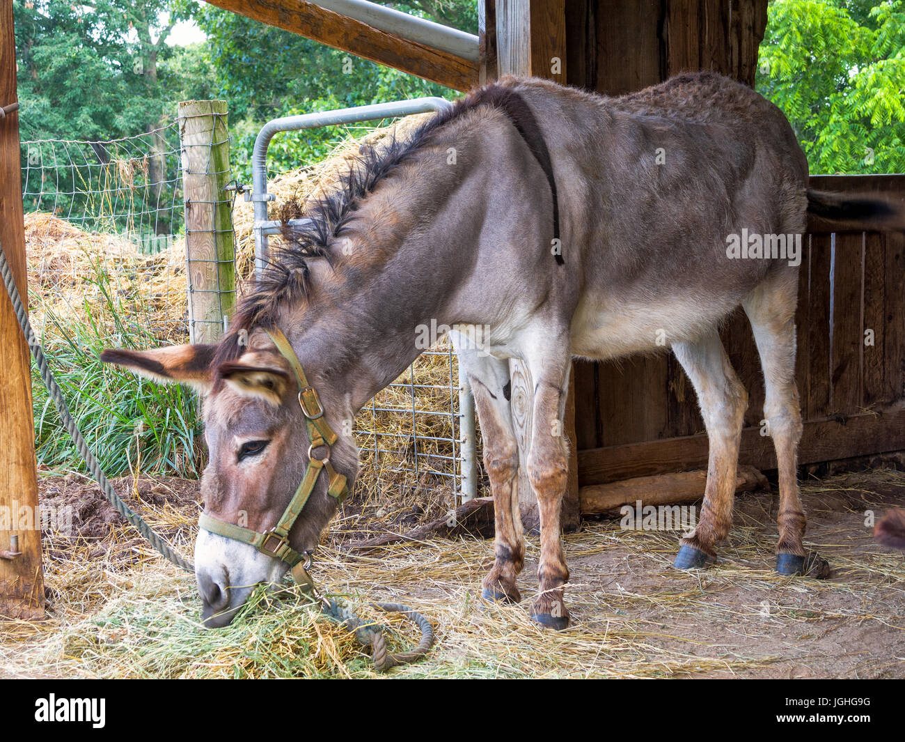 Donkey grazing on hay in open barn Stock Photo