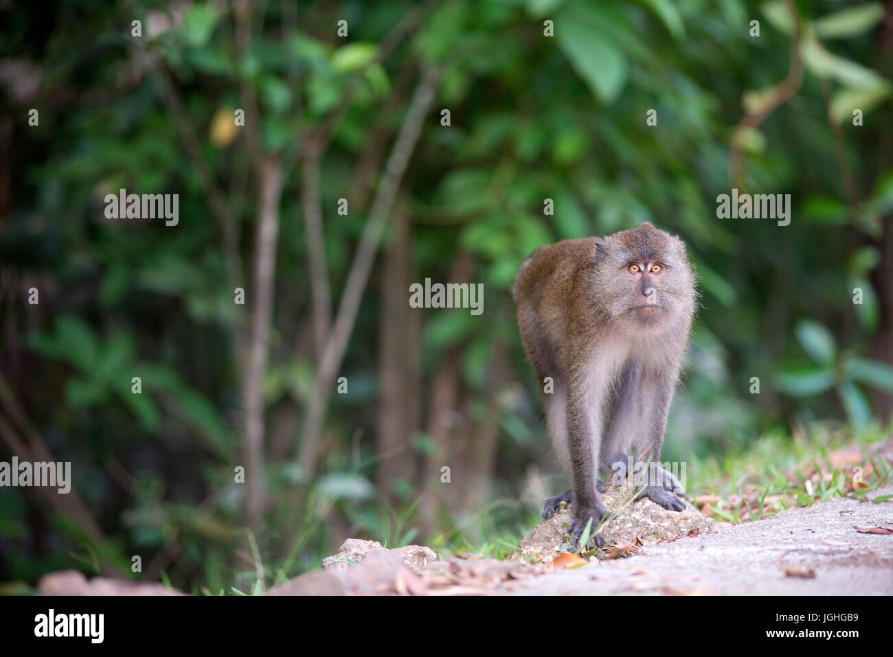 Crab-eating Macaque, Long-tailed Macaque (Macaca fascicularis ...