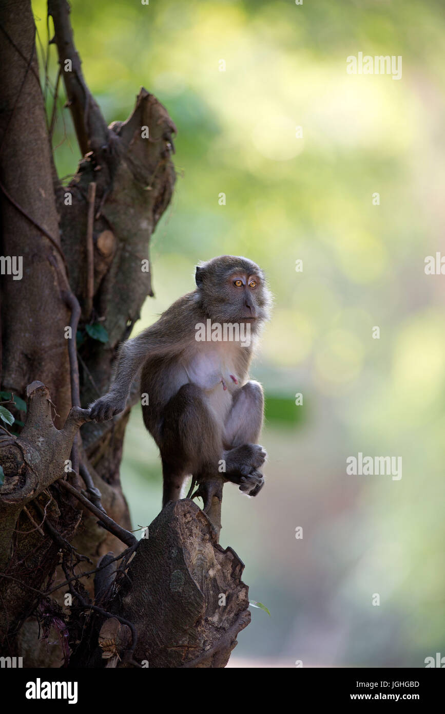 Crabeating Macaque, Longtailed Macaque (Macaca fascicularis), female