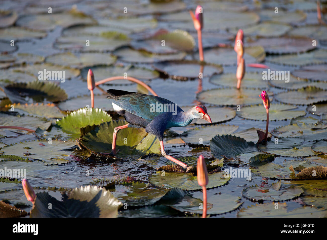 Purple Swamphen in pink water lilies (Porphyrio porphyrio poliocephalus),Thailand/  Talève sultane - Poule sultane Common crane, purple gallinule, Por Stock Photo
