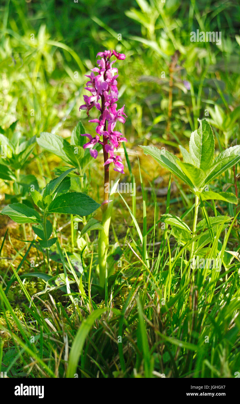 An Early Purple Orchid, Orchis mascula, at Alderford Common, Norfolk, England, United Kingdom. Stock Photo
