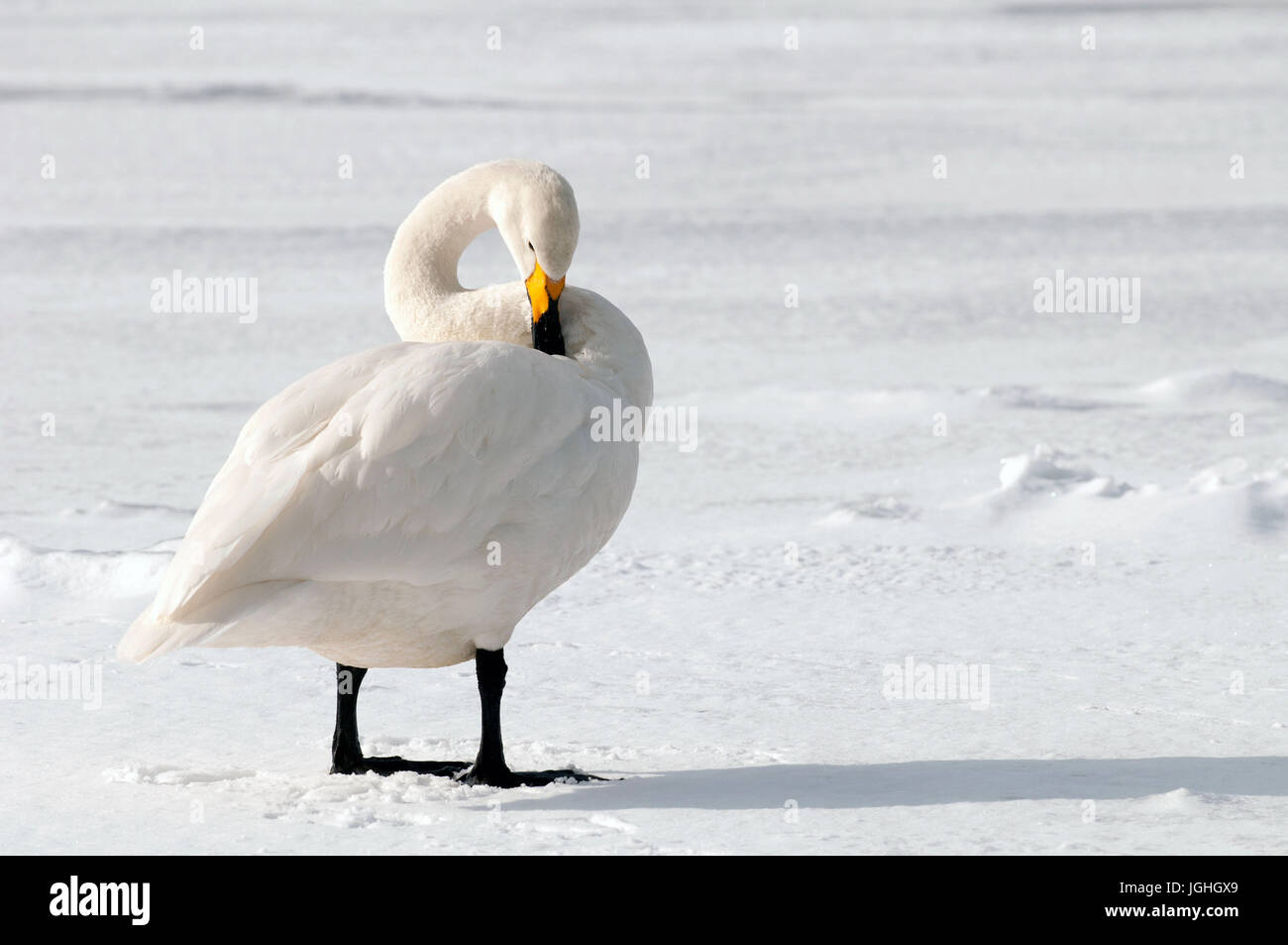 Whooper swan on the snow (Cygnus cygnus), Japan Swan Whooper, Swan, Cygnus cygnus (Cygne chanteur) Japan, 2017 Stock Photo
