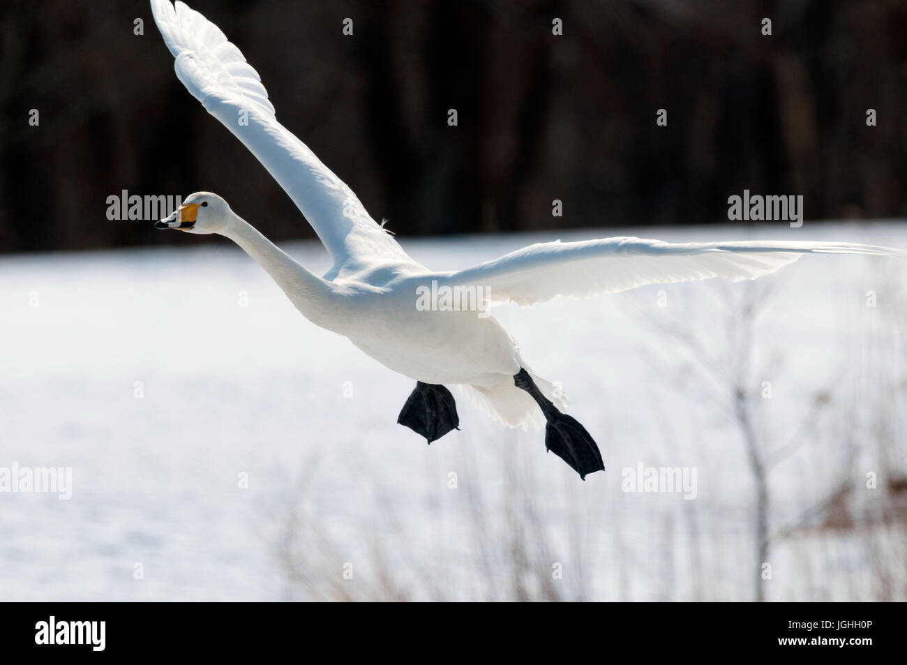 Whooper swan flying (Cygnus cygnus), Landing, Japan Swan Whooper, Swan, Cygnus cygnus (Cygne chanteur) Japan, 2017 Stock Photo
