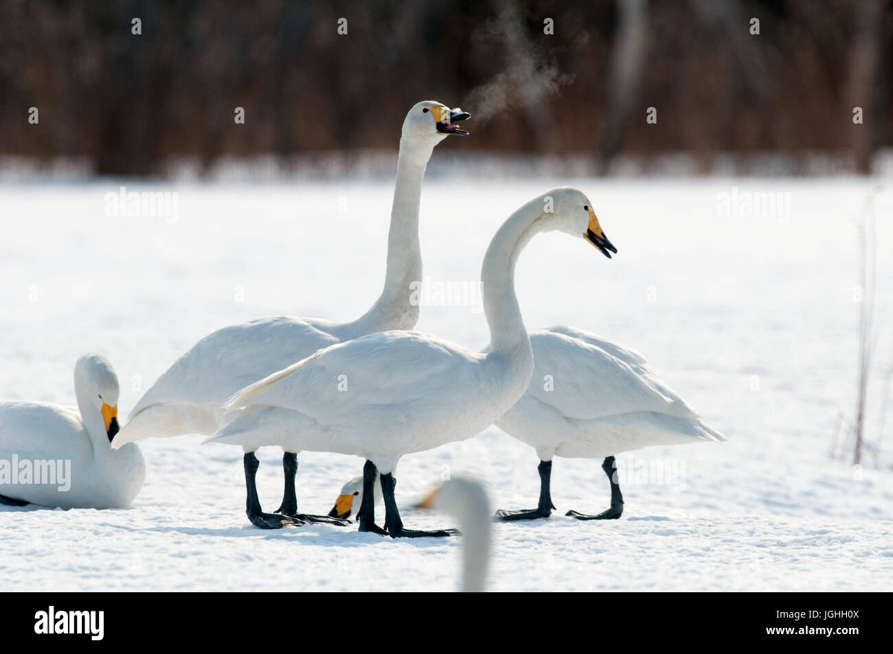 Whooper swan in the snow (Cygnus cygnus), Japan Swan Whooper, Swan, Cygnus cygnus (Cygne chanteur) Japan, 2017 Stock Photo