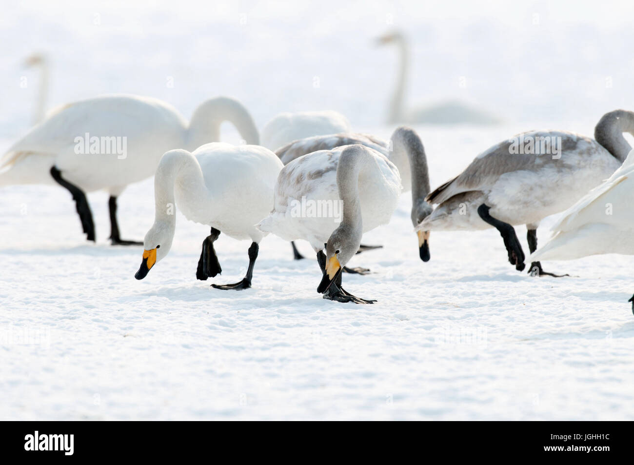 Whooper swan (Cygnus cygnus), Japan Swan Whooper, Swan, Cygnus cygnus (Cygne chanteur) Japan, 2017 Stock Photo