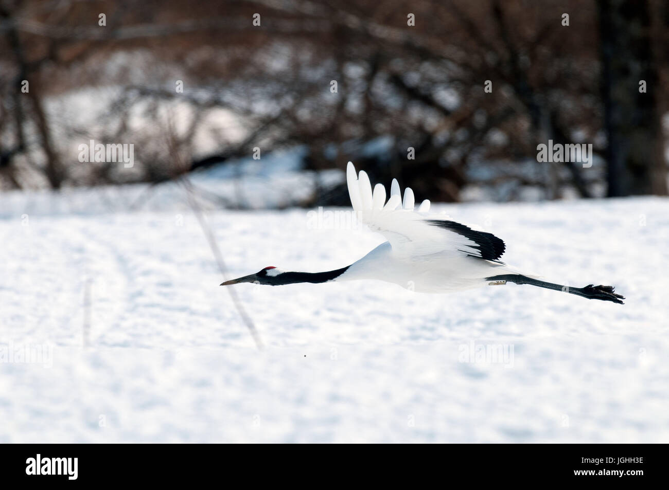 Japanese crane, Red-crowned crane (Grus japonensis), flying, Japan ...