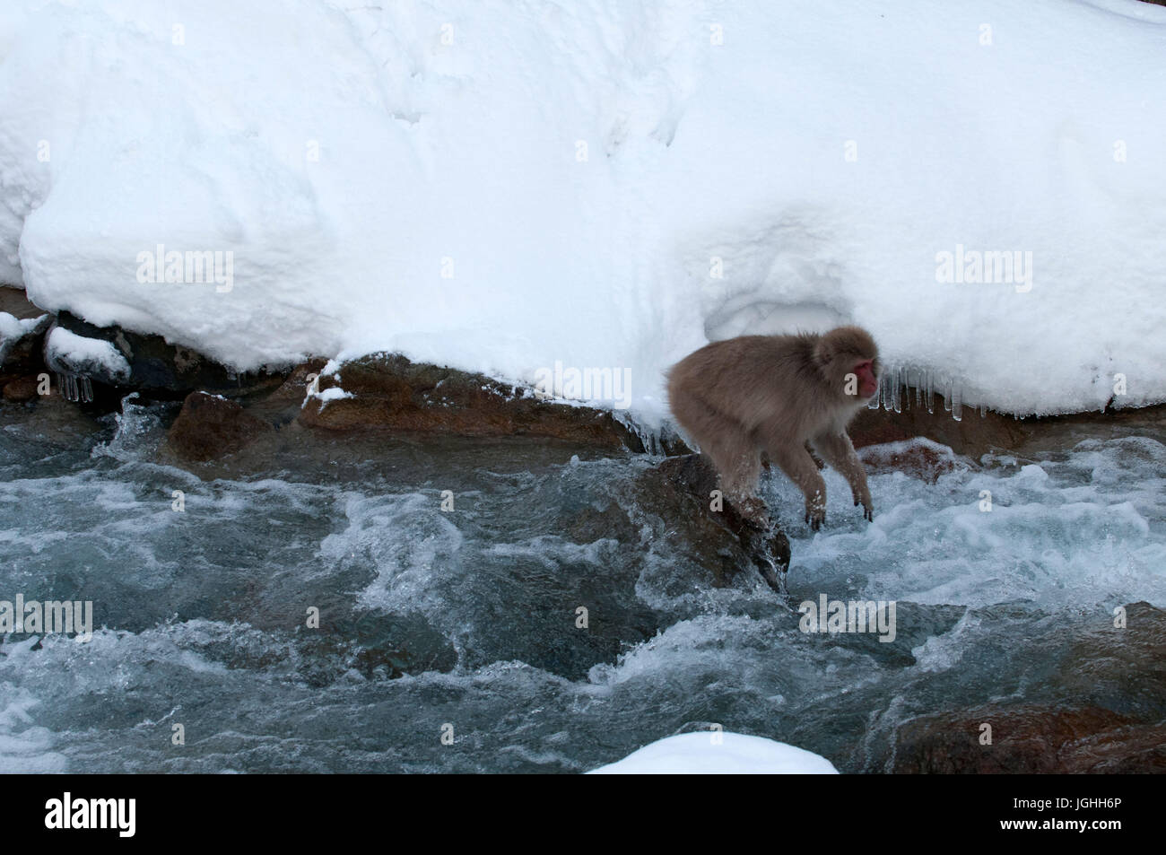 Japanese macaque or snow japanese monkey jumping the river (Macaca fuscata), Japan Monkey-Japanese, Macaca fuscata (Macaque Japon) Japan, 2017 Stock Photo