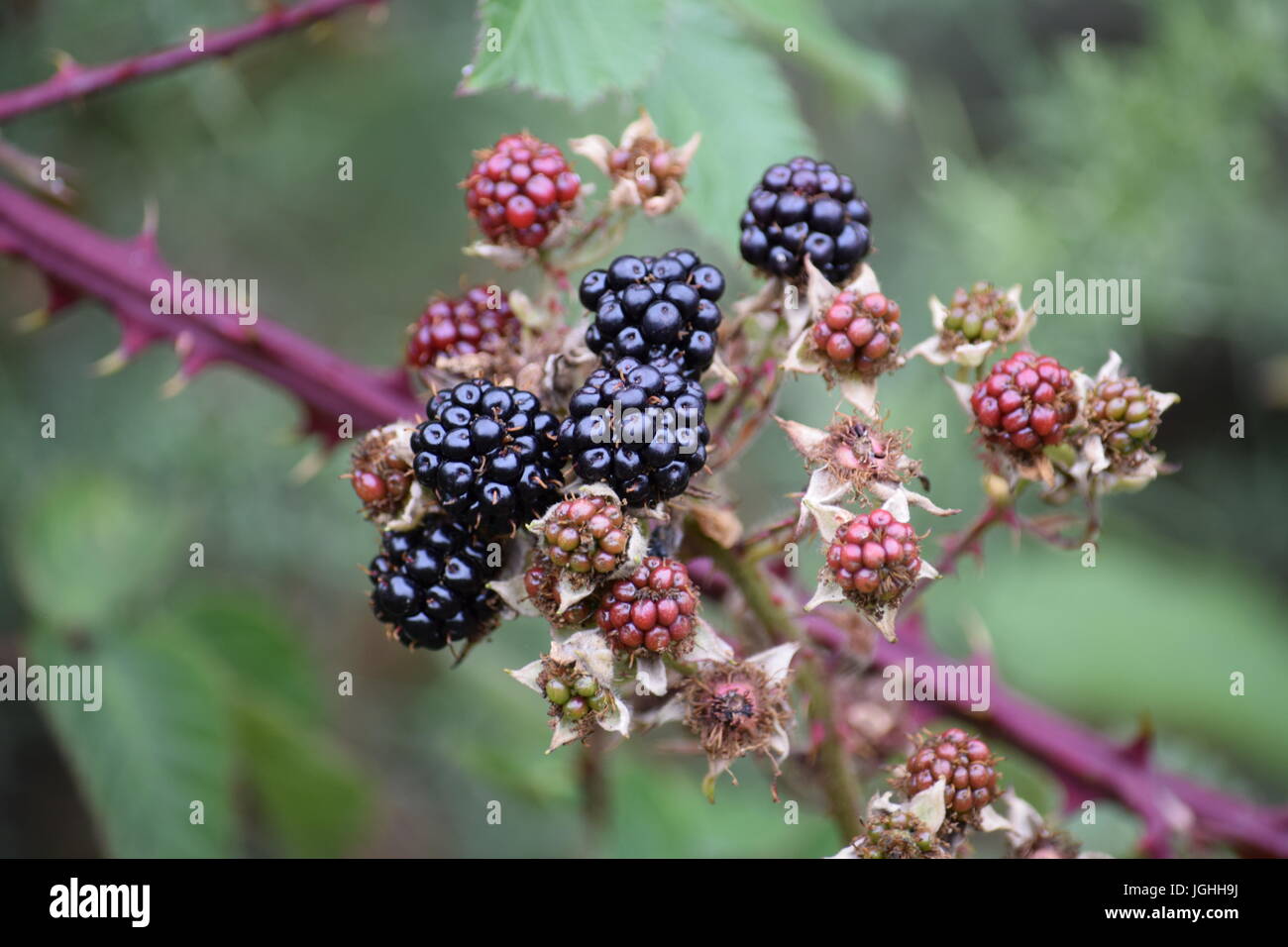 Bramble or blackberry fruit Stock Photo Alamy