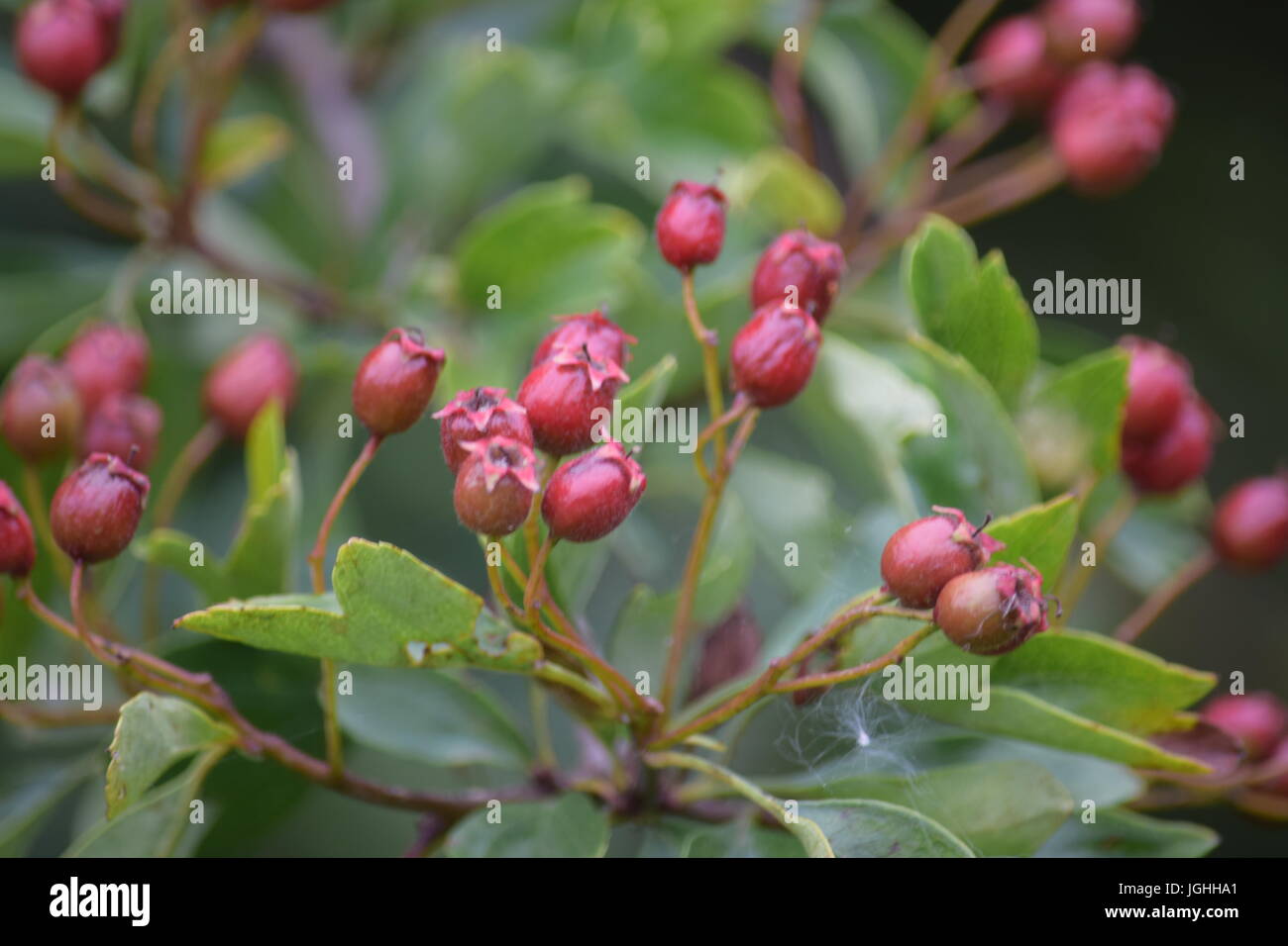 Hawthorn fruit hi-res stock photography and images - Alamy