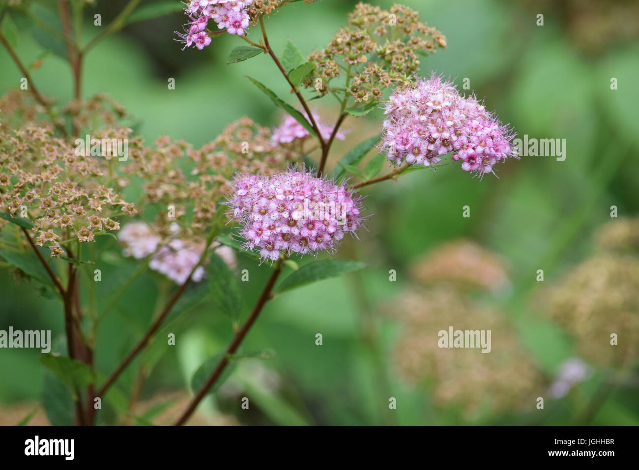 Purple flowers, background image Stock Photo - Alamy